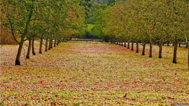 BBCNewsNI's tweet photo. #StormOphelia helps harvest cider crop https://t.co/MMLv0Xeh9b https://t.co/2ElVISCUuW