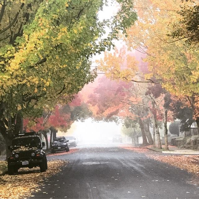 MrTreeInc's tweet photo. These Fall color palettes! 🍁 #pdxtrees #fallcolors #mrtreeinc https://t.co/8WpAq8GueB