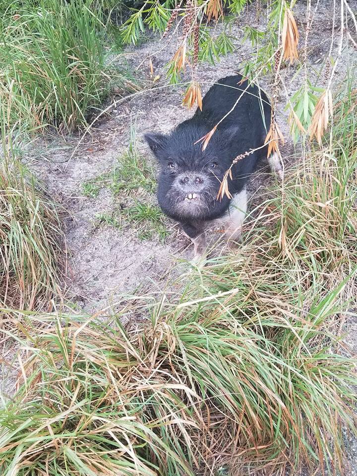 amerisweeps's tweet photo. We had happy pigs. They had a taste of day old bread.1 was https://t.co/hEAJxrQkq7 us to start food waste recycling sales@amerisweeps.com https://t.co/QSHXICEw70