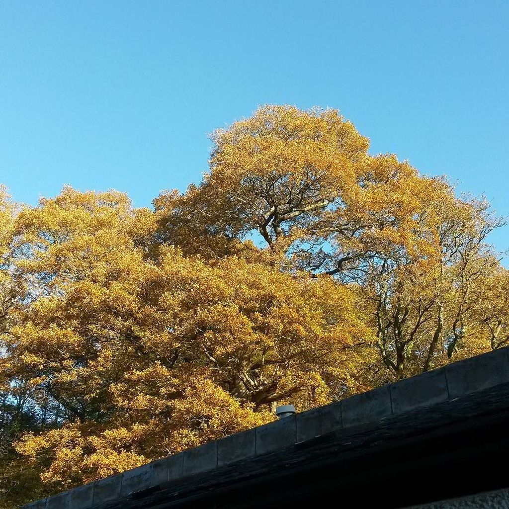 BeatrixMaker's tweet image. Amazing autumn colours in the Lakes today!  #autumn #colour #lakedistrict