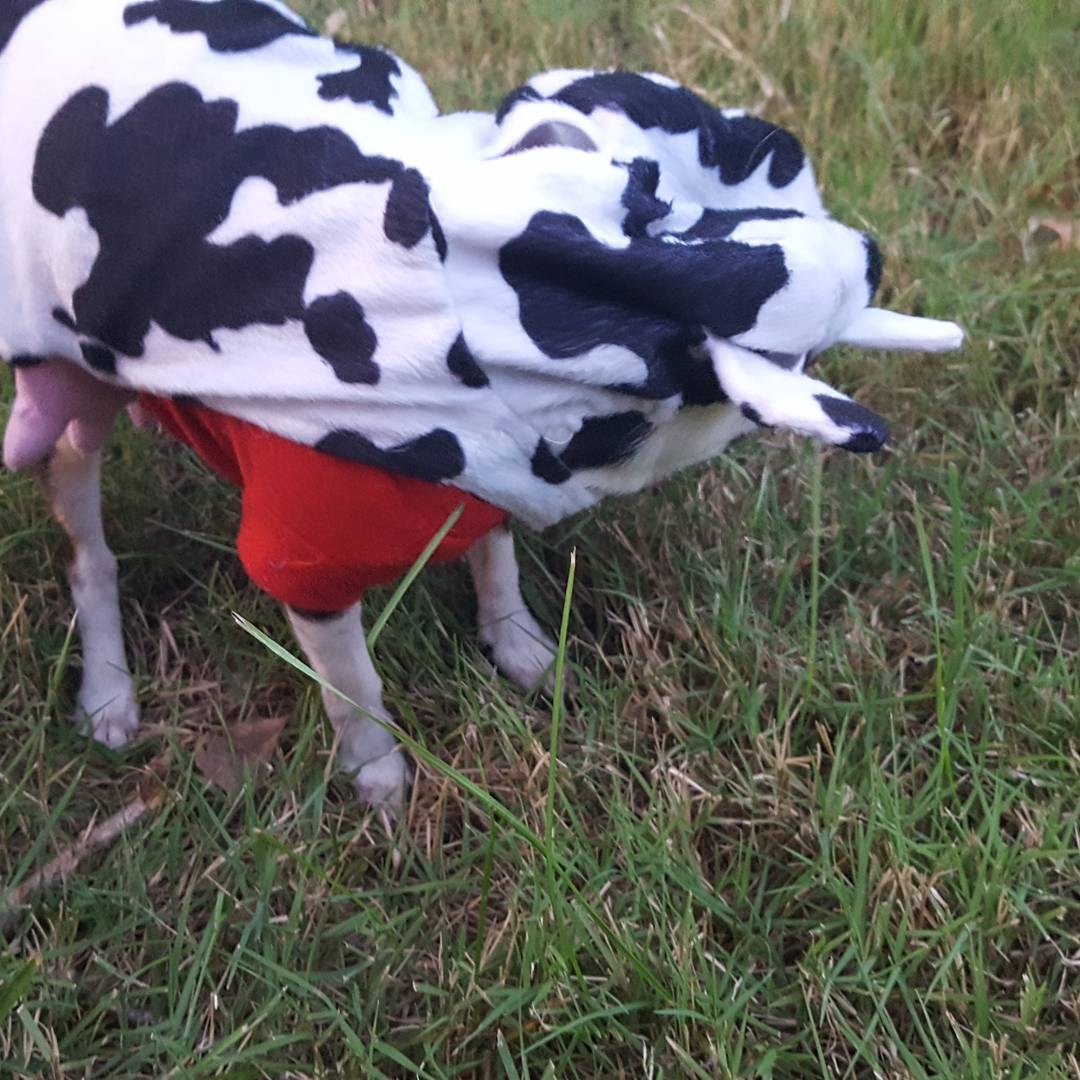justtempest's tweet photo. @frommfamily Bowser dressed up as a cow! https://t.co/MwkyftzbUN