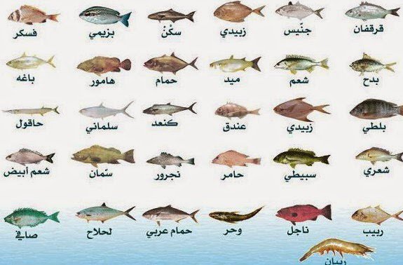 مطاعم و كافيهات الرياض On Twitter كيف تختار السمك الطازج