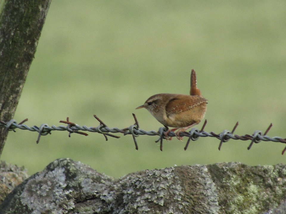 queenyb831's tweet image. #autumnwatch2017 #wren #nature saw this little beauty upon #derwentedge #Derbyshire #birds on the #moors