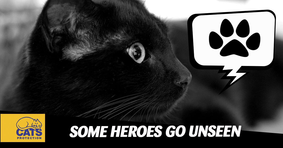 It’s National Black Cat Day! Today we celebrate our black and black &amp; white cats. Please share your pictures #BlackCatDay #MyBlackCatHero