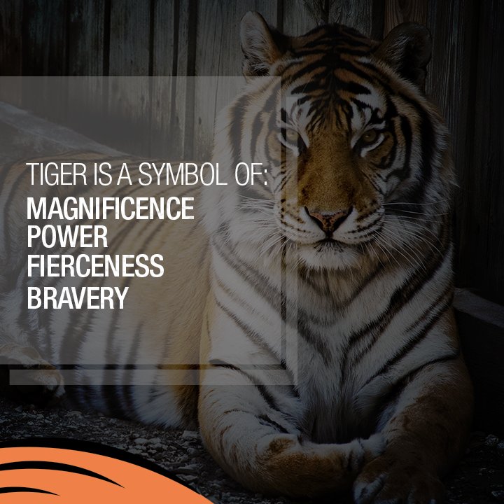 Save Our Tigers tweet media