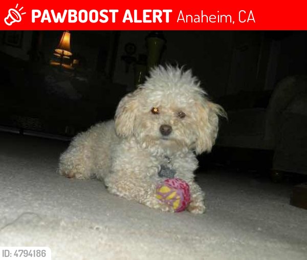 LostPetsAnaheim's tweet photo. Please RT! Have you seen Chico ? #missing #lost #pet in #Anaheim #CA 92802 https://t.co/pkWINx7AJp https://t.co/bsWB5qVoOH
