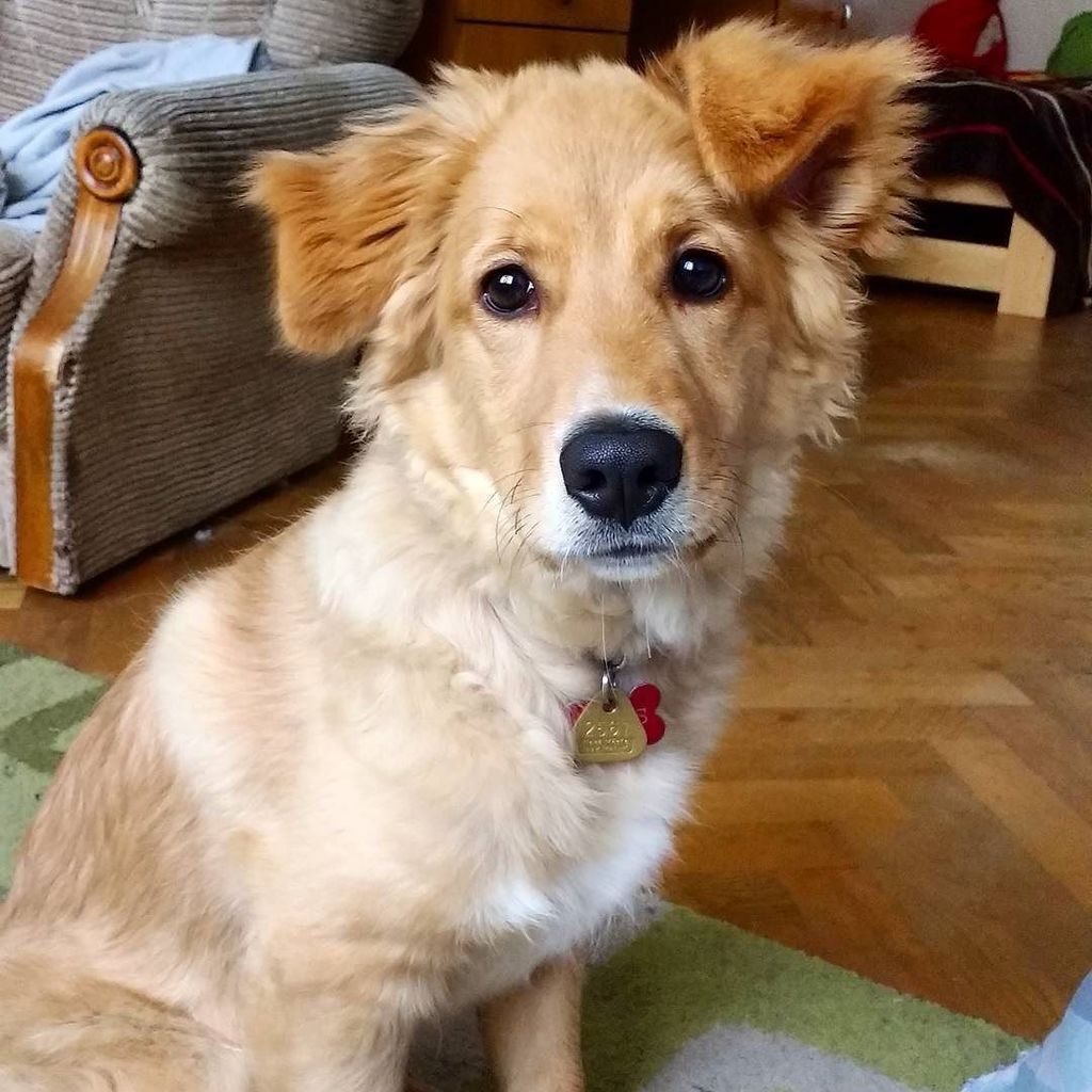MISSINGMARMITE's tweet photo. I love this little guy 🐕 #elvis #missingmarmite #mypuppy #mydog #puppylove #puppy #dog #dogs #dogsofinstagram #cut… https://t.co/6gUBhUGSC9 https://t.co/3gpXdy7VYU