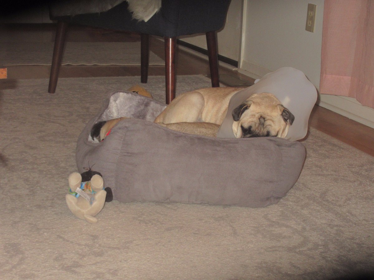 LiamWonderPug's tweet photo. Otis thought he'd claim the best bed early tonight, silly old man ๐
#MoveOverRover #LetLiamTakeOver ๐ถ๐ถ๐ค๐ค https://t.co/m0J418kJH2