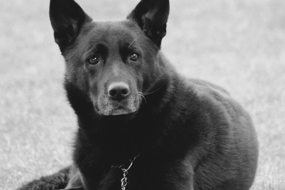 CozydogsNL's tweet photo. Maak kennis met Cartouche, een vaste member van Cozydogs. Enorm trots als hondenbezitter om hem iedere dag in de buurt te hebben🤗. #cozydogs https://t.co/gmpYFvxjN6