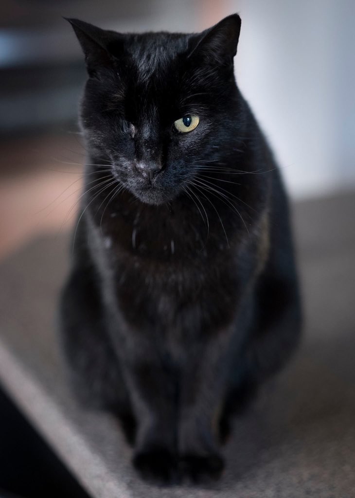 salemthekat's tweet photo. Greetings for black cat day - admire the glossiness of my fur! https://t.co/qXVQtB3pHp