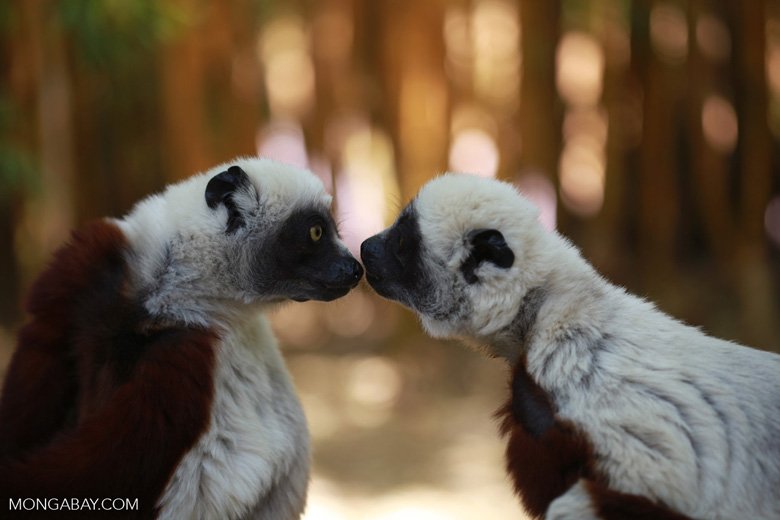 UNBiodiversity's tweet photo. Author Steven Kotler on tackling the #biodiversity crisis with #technology https://t.co/Yo8Hhsl0Yj @steven_kotler @mongabay @PlasticBank https://t.co/bzar6B4Vad