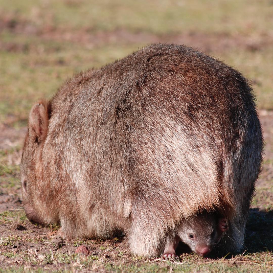 today_tasmania's tweet image. ‘Just holding open to door for a little snack’ WOW… what a sensational photo from Maria Island #Tasmania pic: instagram.com/lucasdestaic