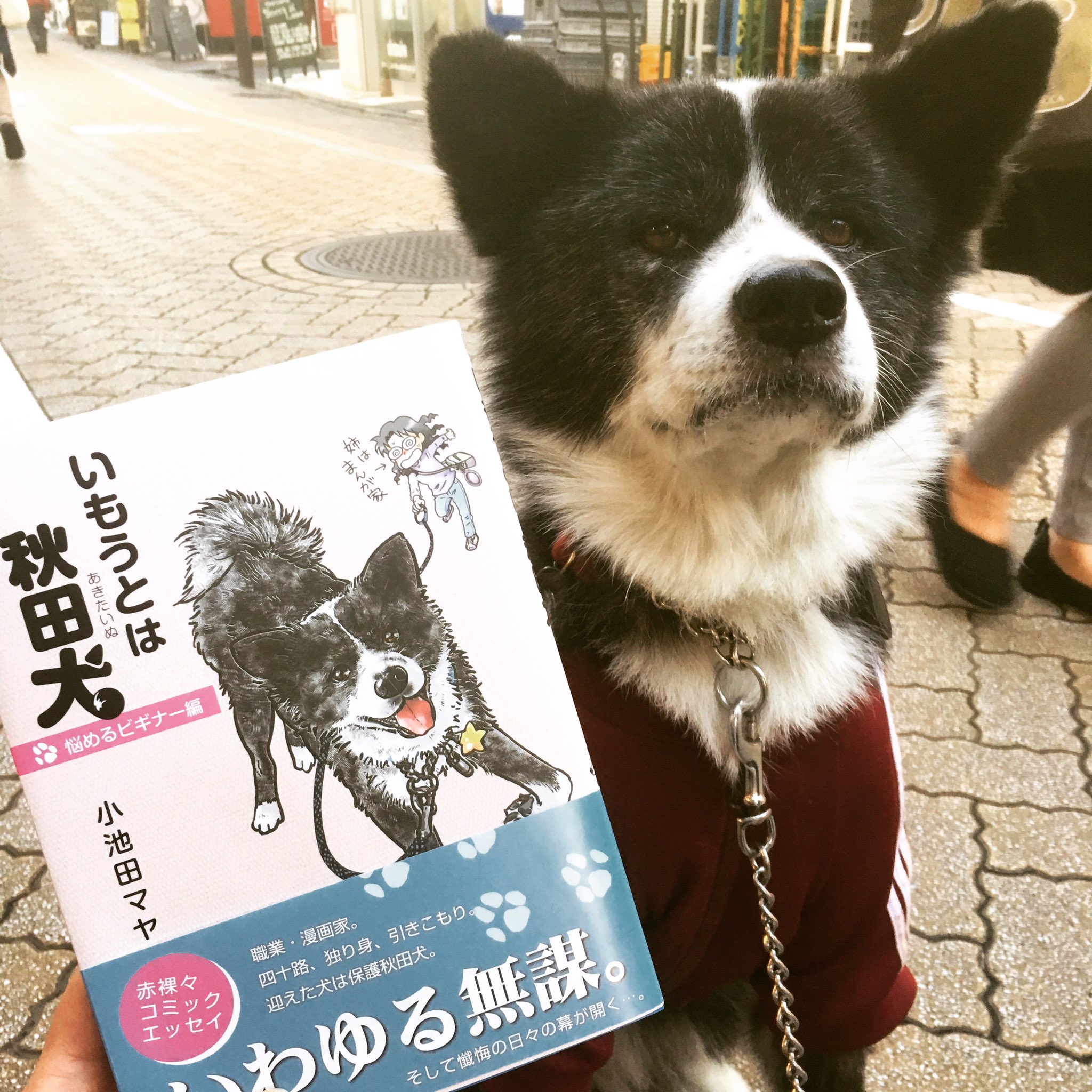 古書サンカクヤマ いつも遊びに来る秋田犬のミナミちゃんの新刊がでたので記念撮影 おすまししているように見えるけど カメラ横のオヤツをガン見しているだけ 数少ない私の友達 ミナミちゃん いもうとは秋田犬 小池田マヤ T Co J4sjbvqkk6