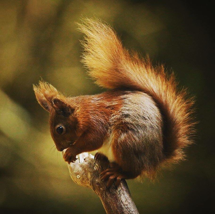 Autumn colours are the best #365dayswild #wildlife #ukwildlife #yorkshirewildlife #yorkshiredales #redsquirrel #autumn🍁 #tufty #canonuk