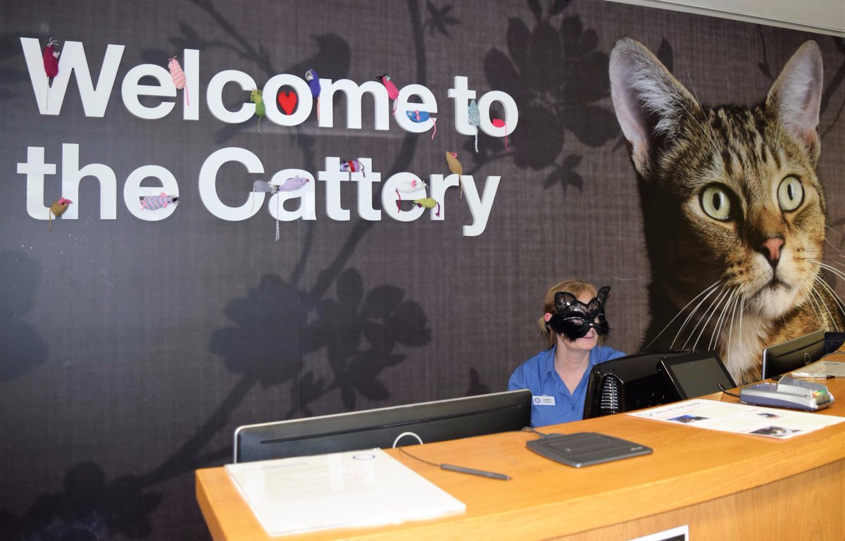 Battersea_'s tweet photo. Just another day at Battersea... Just kidding, it's #WearYourWhiskers day! 😺🐶 

We'd love to see your photos! (and don't forget to donate) https://t.co/adMUCrx1Cg