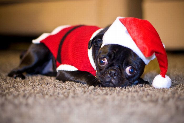 BargainMax's tweet photo. Only 8 weeks and 4 days left until Christmas day! #FridayFeeling #FridayPug https://t.co/mCps0Zd7m0