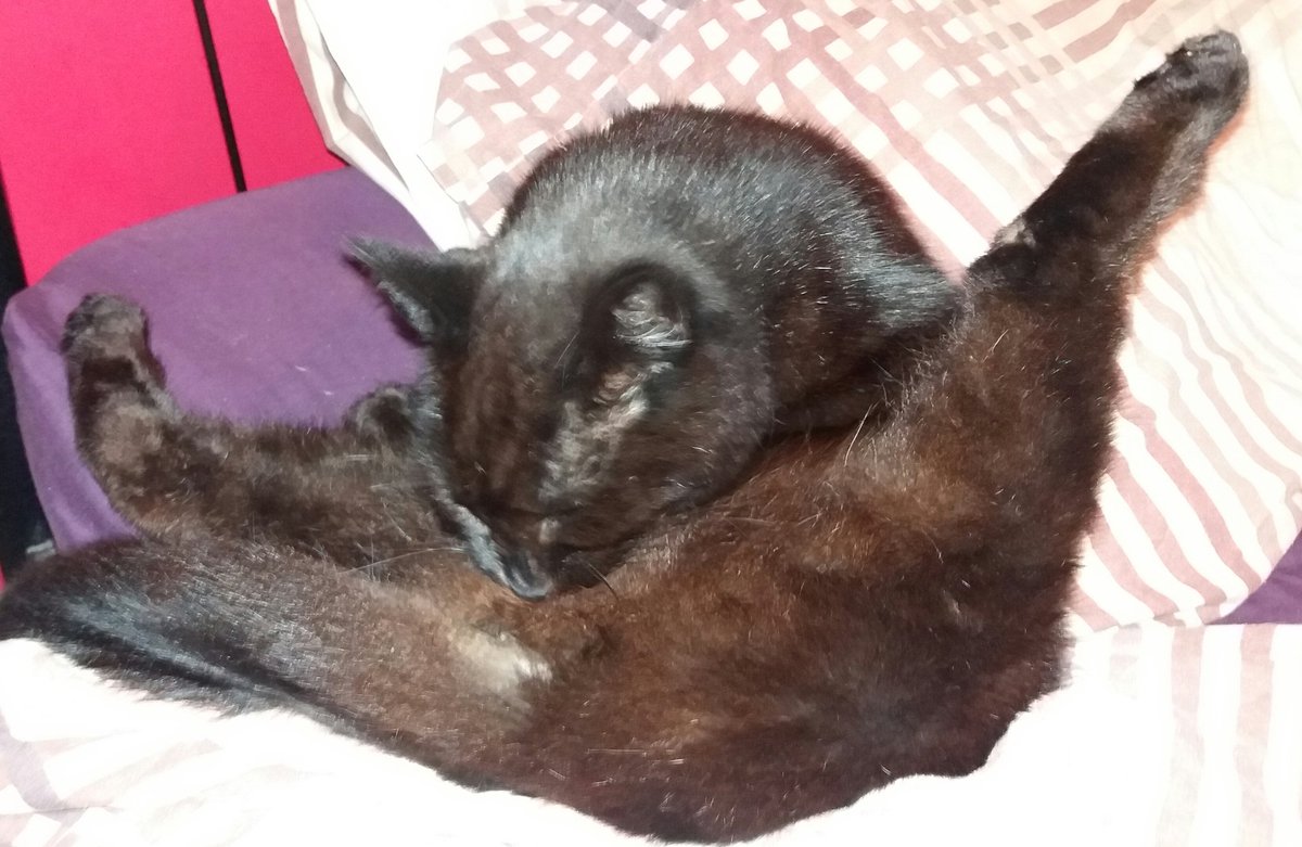 Dads_Ace's tweet photo. #BlackCatDay 🐱Just checking myself out! #blackcatappreciationday #blackcatsmatter #blacktion #Scrubs #HappyFriday https://t.co/16Q26KSv3N