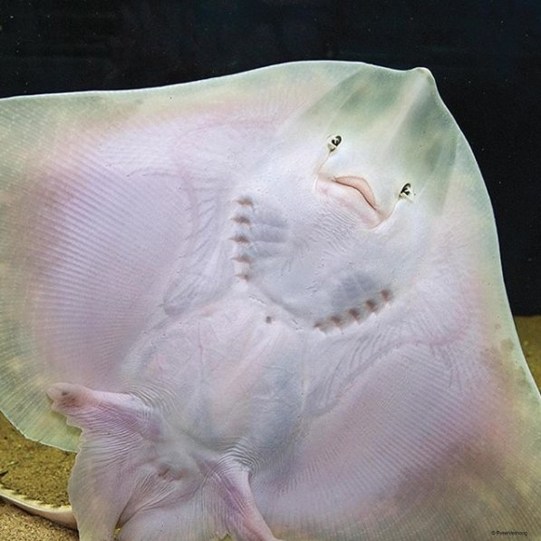 Hoera! @wnfnederland zette stekelroggen uit in de Noordzee. Voorzien van een tag om ze te volgen. Nu kan de roggenpopulatie weer groeien!