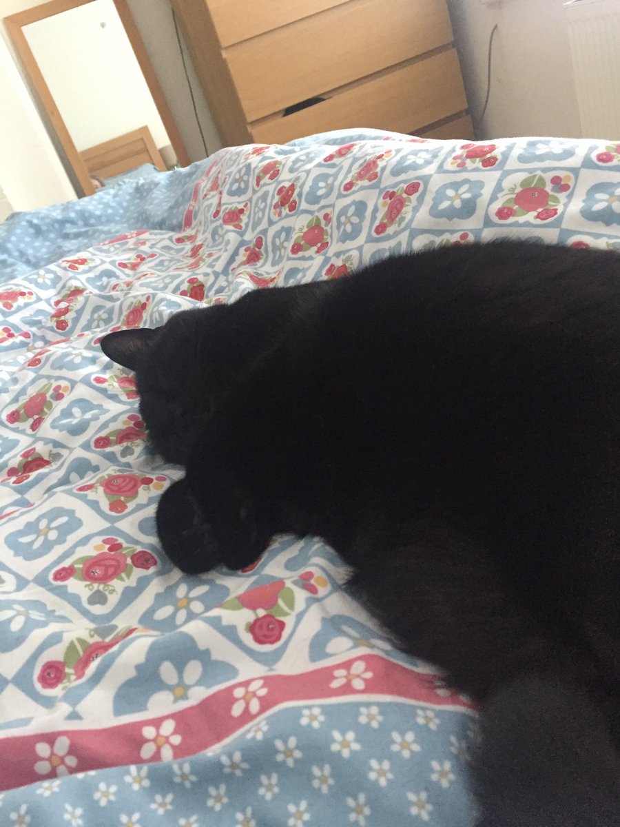 Love our little cat Missy #NationalBlackCatDay