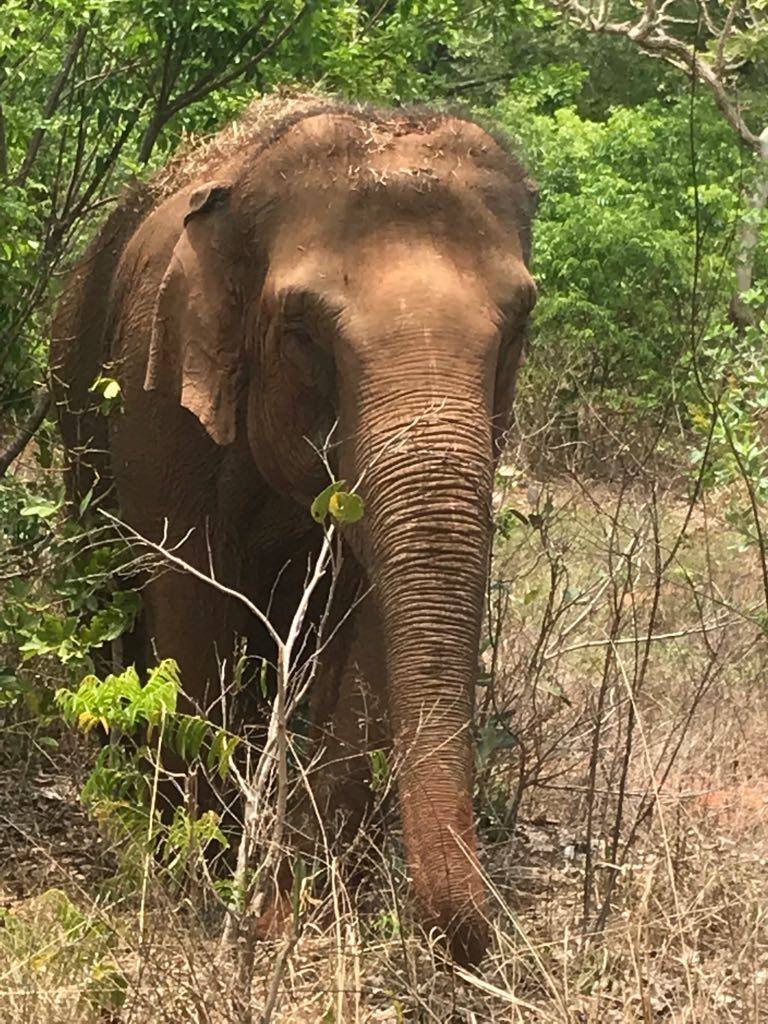 heatherjlivesey's tweet photo. The # beauty in her eyes when she is given #respect #freedom # backhome #lovelyMaya #elephantsinthewild https://t.co/I170KJibVO