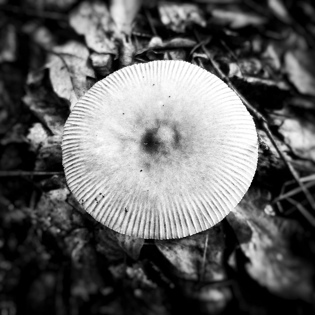 Mit Schirm, Charme und Melone.