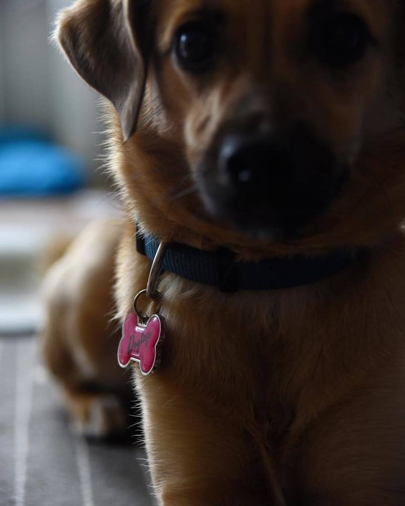 Dog_Tap's tweet photo. #DogTap #pinkyarrow #doglover #nfc #dog_tap #dogsofinstagram https://t.co/K7a0jgjnhG https://t.co/G9ZhaRlwKK