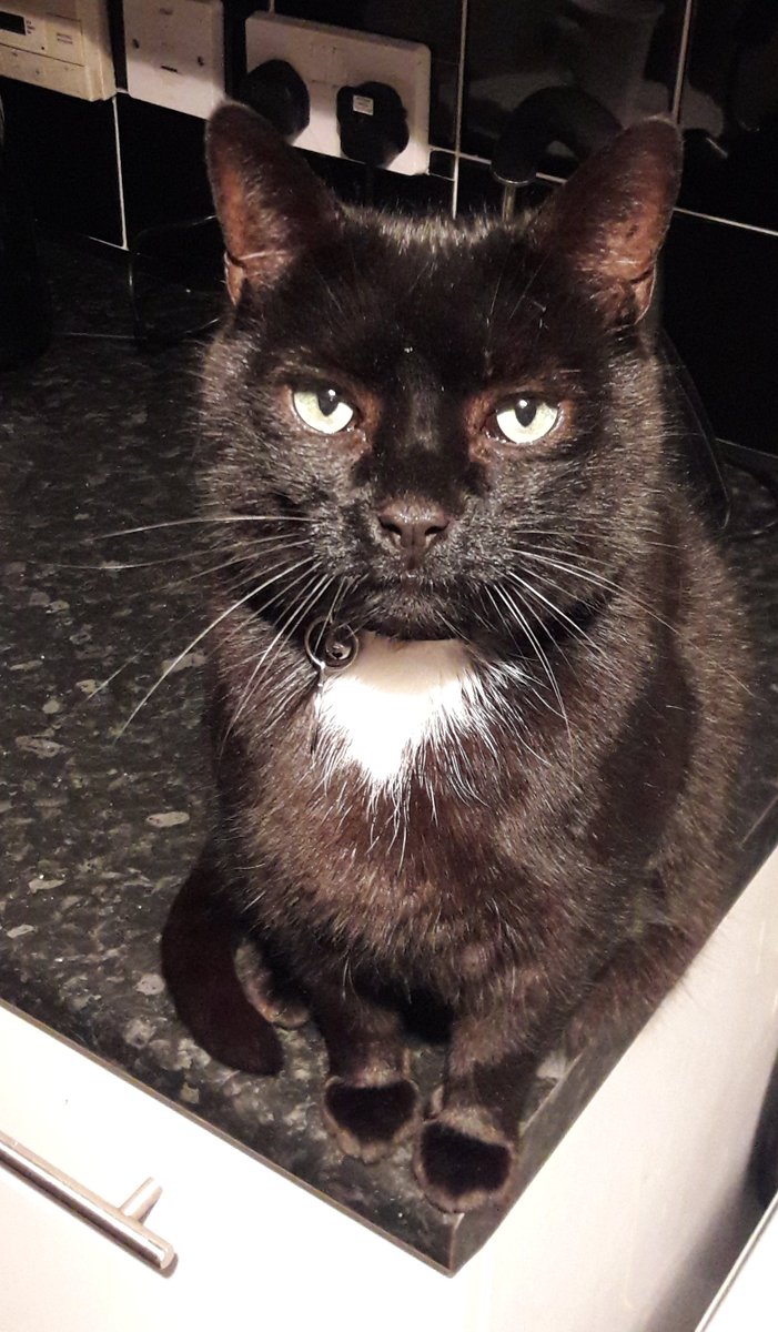 MTJ_PR's tweet photo. Today is #BlackCatDay so here's our MTJA moggies celebrating - Ivar and Oscar loving life π»π€ #PRpets https://t.co/NZ3JgfGooX