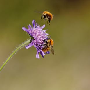 foenorwich's tweet photo. Still time to sow #wildflower seeds for a fine show next spring. Help birds, bees &amp; all manor of wildlife! #beecause #savebees #pollinators https://t.co/3XNOFMc355