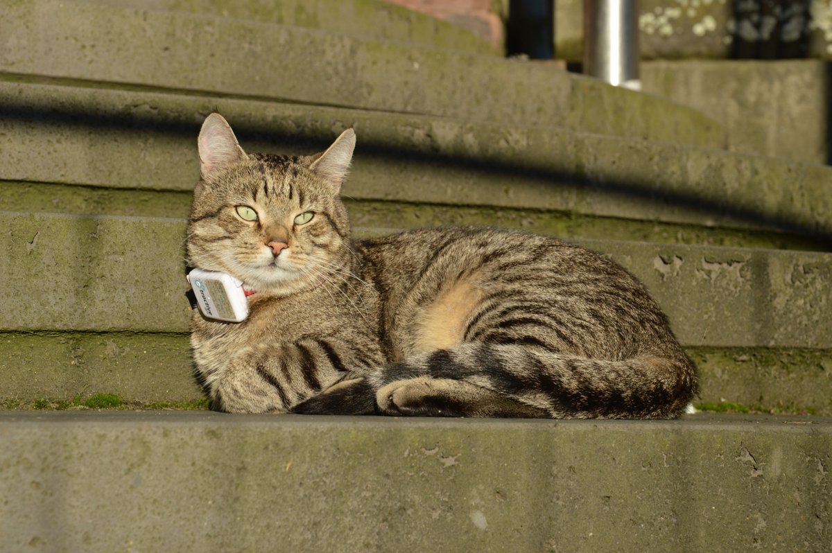 Der WDR erinnert an unsere #Campuskatze @KingLouiAC – Loui, wir vermissen dich! www1.wdr.de/mediathek/vide… #campuskater #RWTH