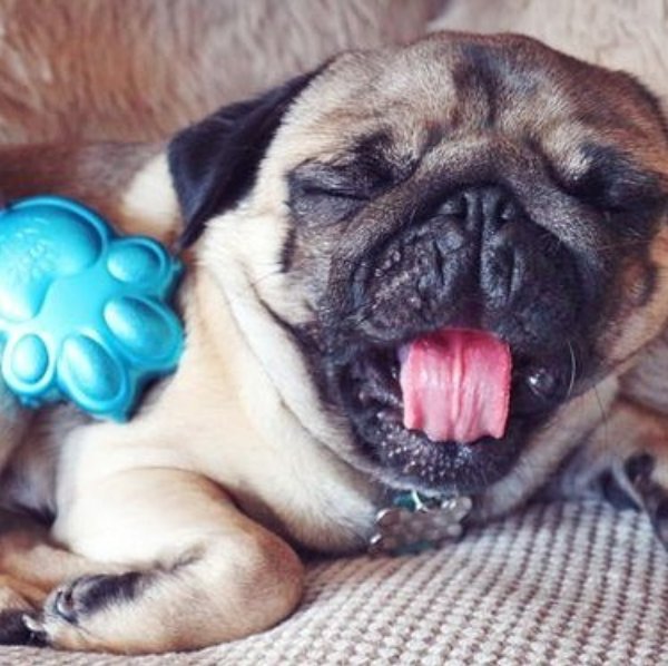 Guess what this little pug is called?! He loves our Pet Angel brush... #regram <a href="/lilykitten1/">Lily Kitten</a> #TangleAngel #TA #PetAngel #petsofinsta #puglife
