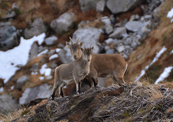 [NOUVEAU] Laissez-vous tenter par nos 49 idées d’escapades dans les 8 parcs naturels de notre région : bit.ly/2osOpdY 🐻🐺🦊🦌🦉🐐🌳🍂
