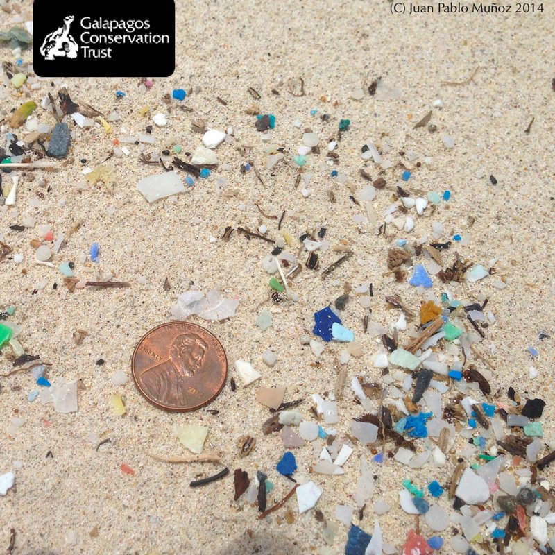 galapagossip's tweet image. Feeling inspired to tackle #PlasticPolllution after #Autumnwatch? Why not donate to make #Galapagos plastic-free? goo.gl/DciVKk