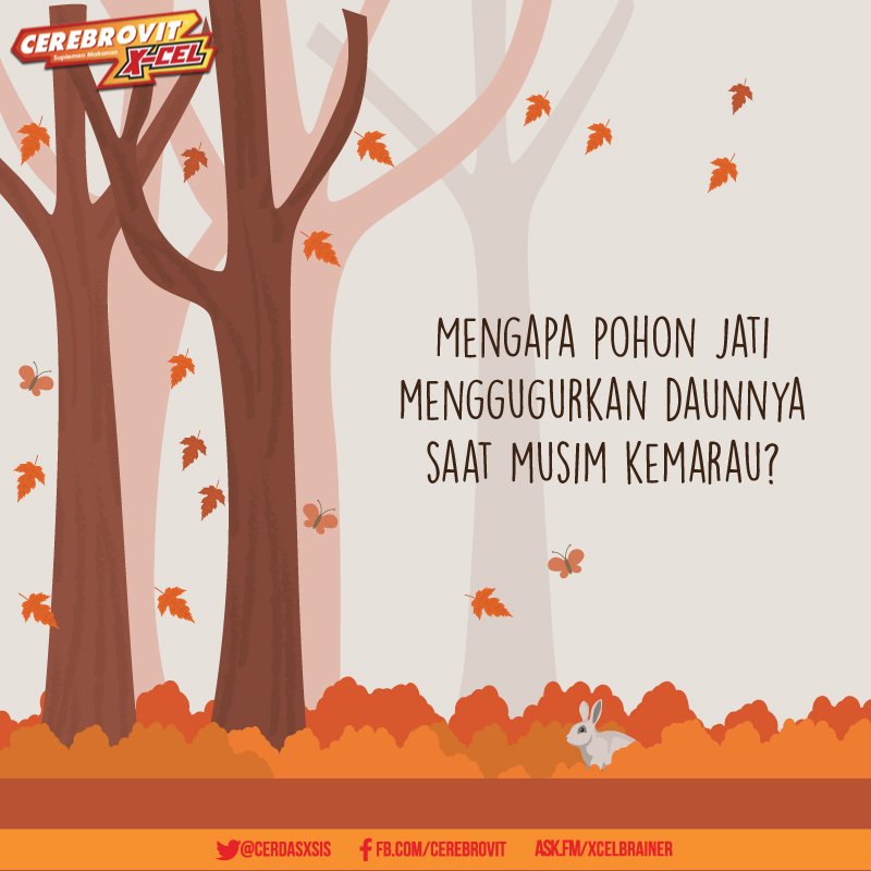 Cerebrovit X Cel Ar Twitter Yup Dan Pohon Jati Menggugurkan Daunnya Saat Musim Kemarau Untuk Mengurangi Terjadinya Penguapan Melalui Daun Cerebrovit X Cel Ar Twitter Yup Dan Pohon Jati Menggugurkan Daunnya Saat Musim Kemarau Untuk Mengurangi Terjadinya Penguapan Melalui Daun
