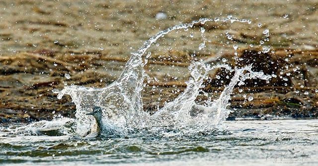 Reposting <a href="/rodvalenz/">Rodrigo Valenzuela</a>:
. #feathers #ornithology #birdwatchers #birds🐦 #birds #birdslovers #birdstagram #birdsofinstagram #nature