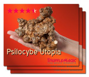 Cheriwalsh75's tweet photo. The #PsilocybeUtopia is a variant of the Psilocybe Atlantis and has been cultivated so it can grow for much longer.
#psilocybemushrooms https://t.co/fk0gyJoWNO