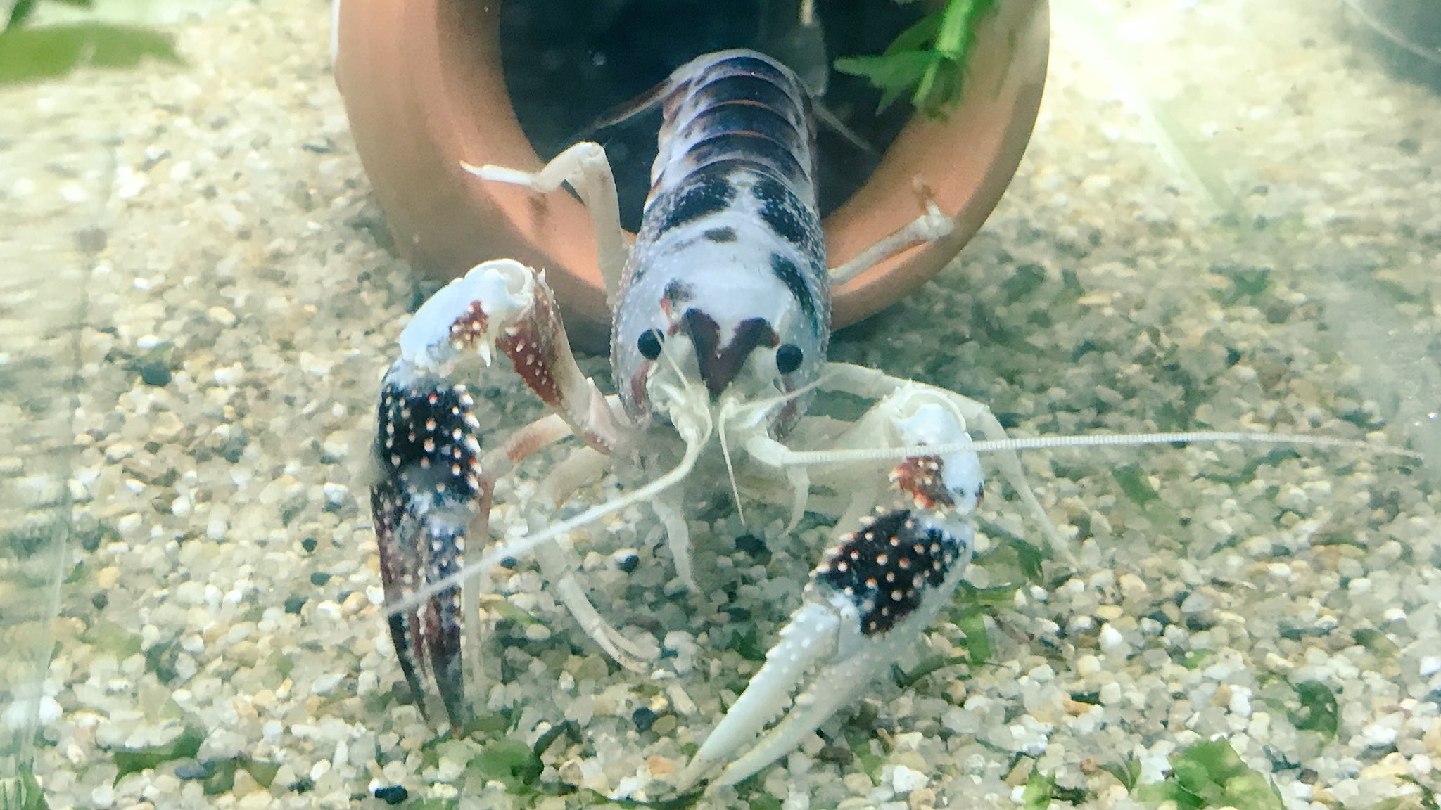さえり Twitterren ザリガニのメリット かっこいい かわいい きれい 強くて飼育しやすい 餌くれポーズが癒し デメリット 脱走こわい 単独飼育推奨 管理に手を抜くと臭い 水が綺麗すぎると稀に死ぬ どっちでもない 挟まれると痛くて怖い 慣れると