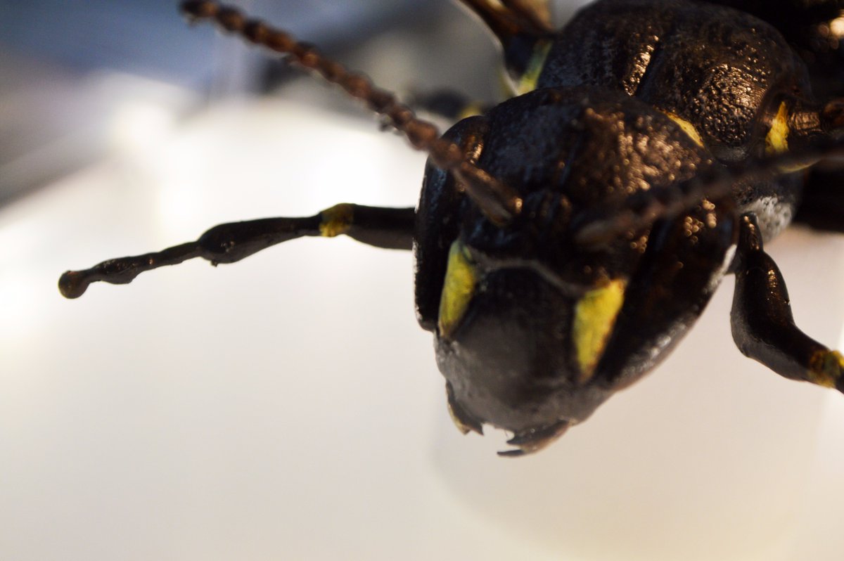 NorwichSciFest's tweet photo. Thanks to @uniofeastanglia for bringing the bees! We got up close to a mini hive and this gorgeous model of a Common Yellow-faced Bee 🐝🐝 https://t.co/VRTK8GaTfj