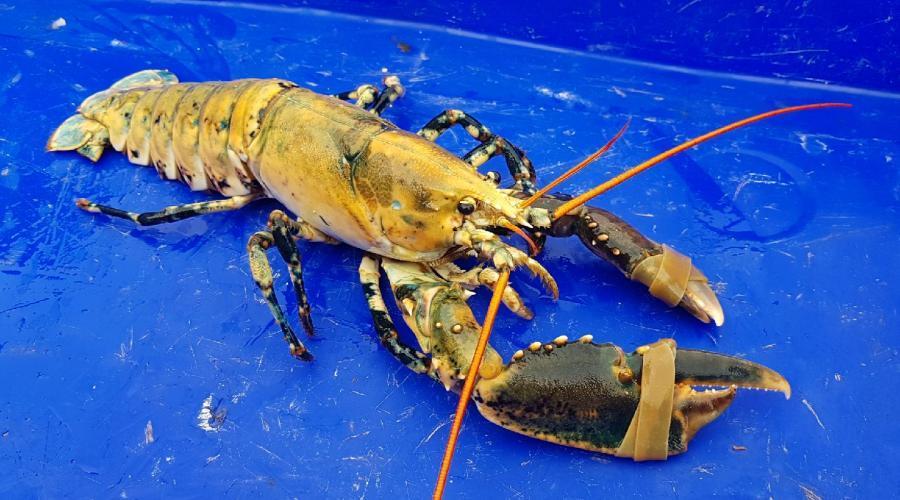 OuestFrance22's tweet photo. Insolite. Un homard jaune ultra-rare pêché dans la baie de Paimpol https://t.co/Ejes4kL6NC https://t.co/RrbObMb5Tx