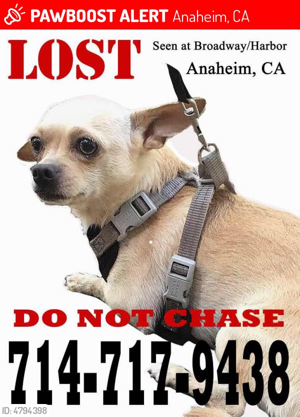 LostPetsAnaheim's tweet photo. Please RT! Have you seen Milo? #missing #lost #pet in #Anaheim #CA 92805 https://t.co/a5cFikIxyS https://t.co/lwp3IuqpjJ