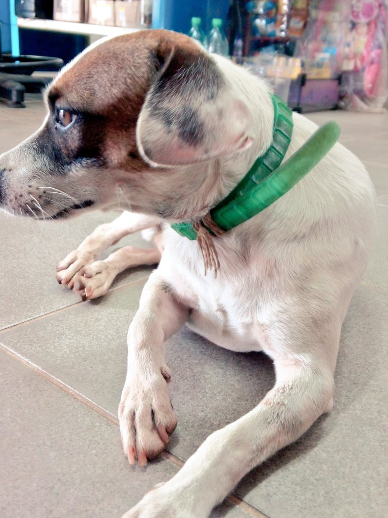 sou_1cogumelo's tweet image. falar pra ele olhar pra cá é o mesmo que falar pra olhar pro lado contrário