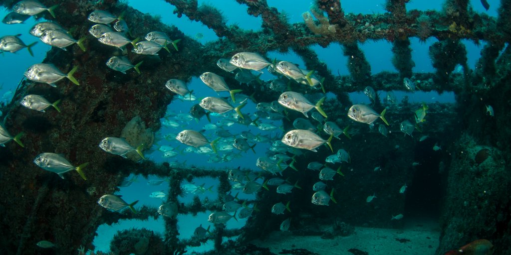 CancunDotCom's tweet photo. #DestinationFriday: As a #diving enthusiast, come #explore & swim through underwater shipwrecks in #Chinchorro Bank! https://t.co/bG2CHcBgcr https://t.co/7JQl03J3Bx