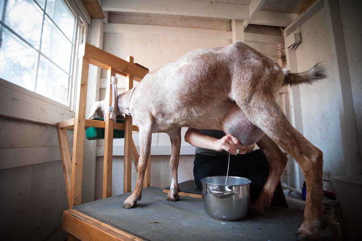 BeHerdMCR's tweet photo. Would You Use Urine and Goats Milk for a Sparkling Teeth?  https://t.co/svB7uIInYi…-sparkling-teeth/  #hale #altrincham #teeth #sohale https://t.co/s4TttNuXR6