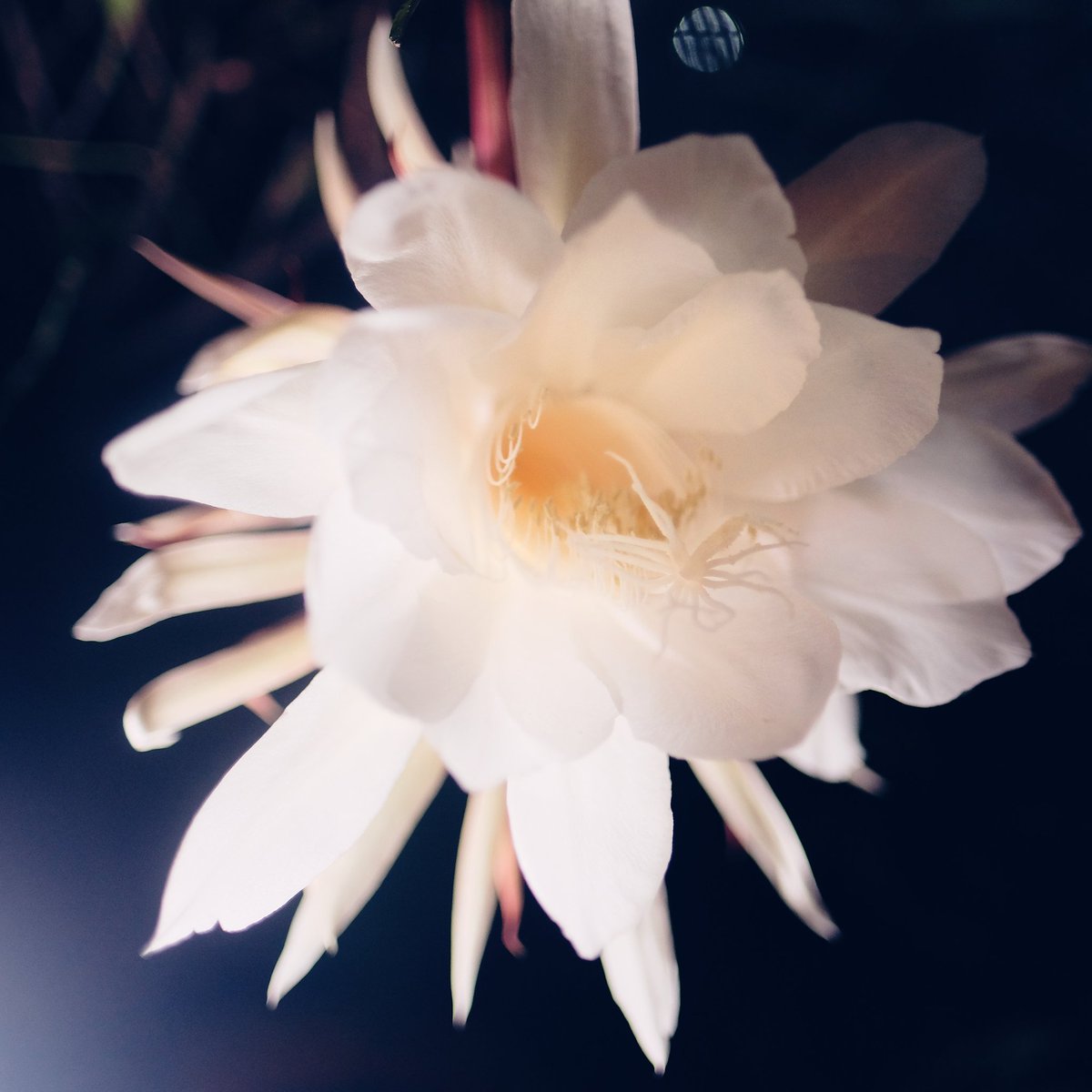 This is a tree hole. tweet media