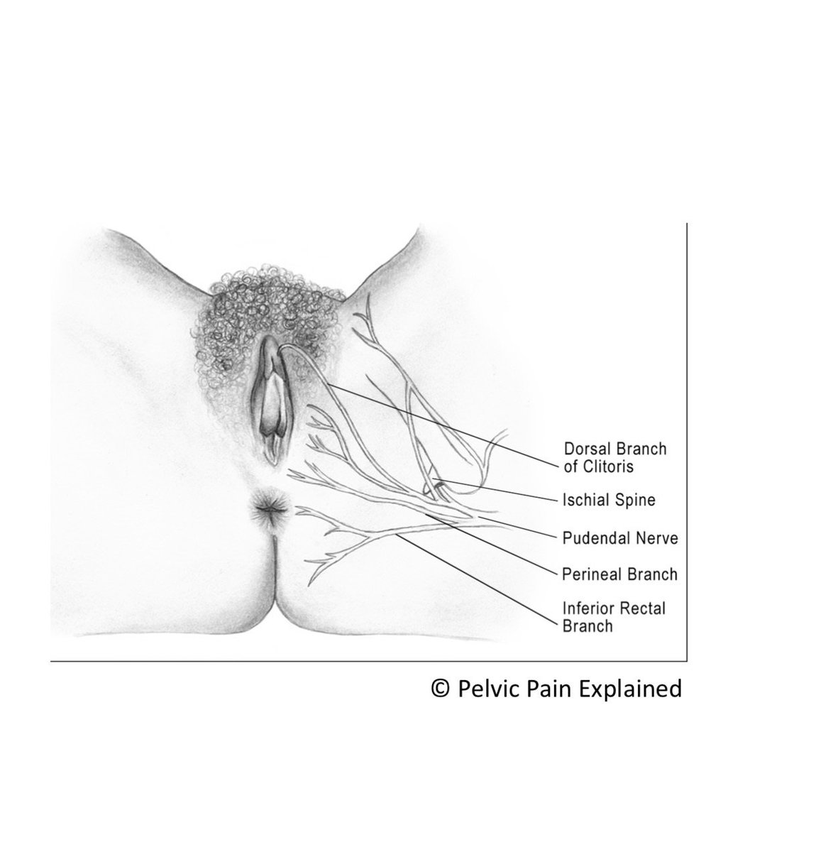 ISSWSH's tweet photo. The #pudendalnerve innervates the urethra, clitoris, vulva, vagina, anus &amp; most of the #pelvicfloor. It's kind of a big deal! #anatomy https://t.co/r9XzXVpK8B