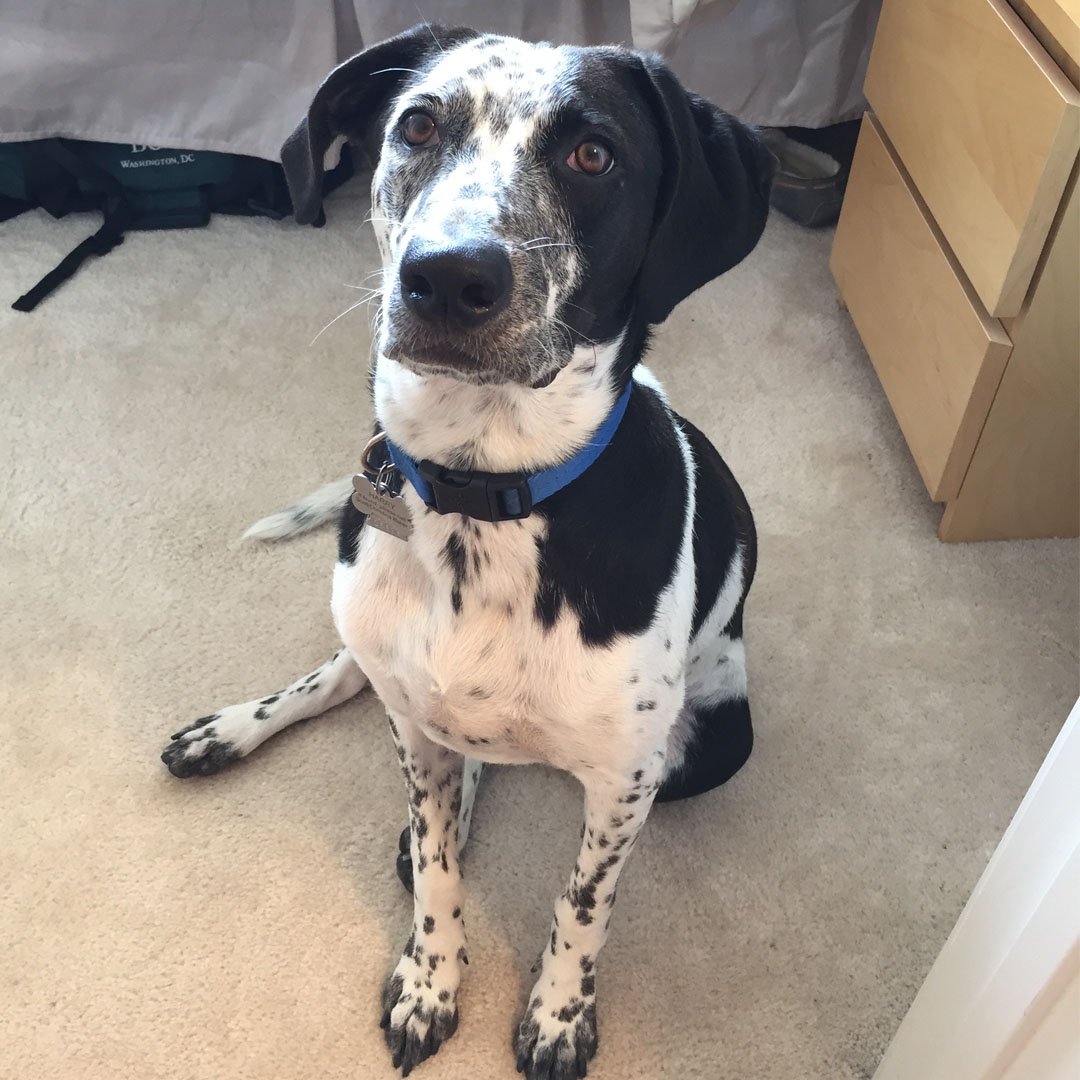 pulsarad's tweet photo. #25DaysOfDoingGood continues with @MAGSRPups! Senior Account Executive, Scott, rescued his dog from the organization https://t.co/U9PQNXpmDf https://t.co/ZzRyz5soMo