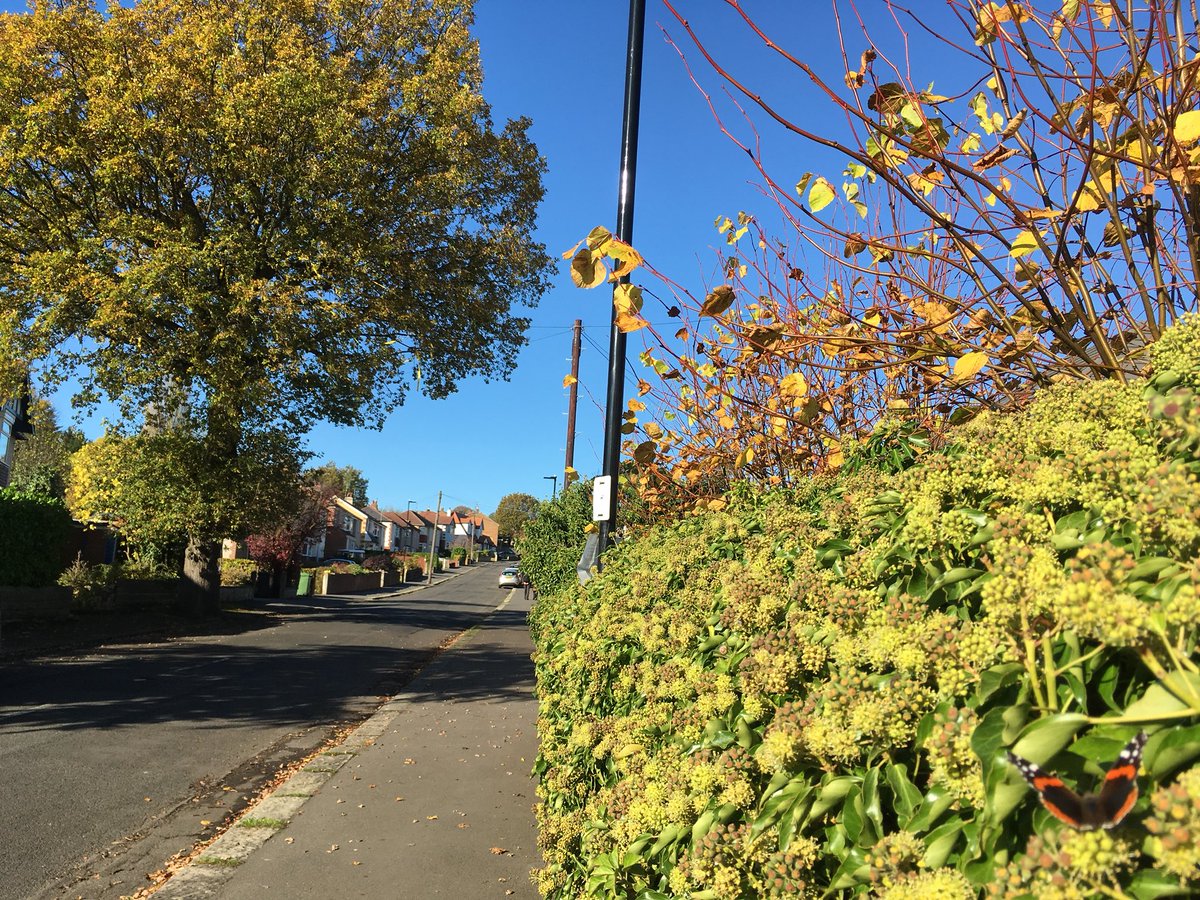sj_unwin's tweet photo. Red Admiral bottom RH corner, Vernon Oak LH #SaveSheffTrees #StandwithVernon #StandWithAlison The sun shines on the righteous. https://t.co/PMPT0k86bw
