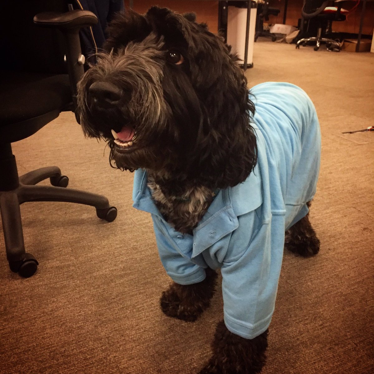 PerkboxDexter's tweet image. Happy Friyay, blue is for @perkbox #friyay #dogs #dogsoftwitter #cockapoo #officedogs #dogoftheday #employeehappiness