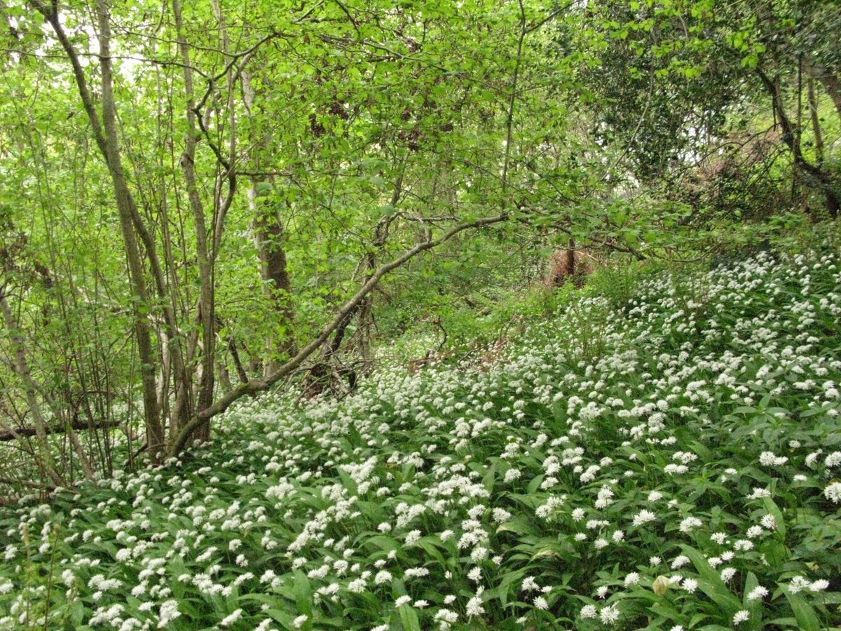 TrackATree's tweet photo. Reminder for any last Spring 2017 #TrackATree records to be sent into us by 31st October, ready for data crunching!
https://t.co/d4NyaJAdrN https://t.co/GClpPAOH8c