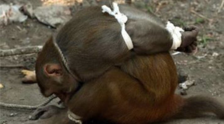 JohnTheMaestro's tweet image. @CWilliamsJockey after tonight on #VegaMagic @TheValley even got spat on apparently #NotGood #OldDays they would have linched him #CryBaby