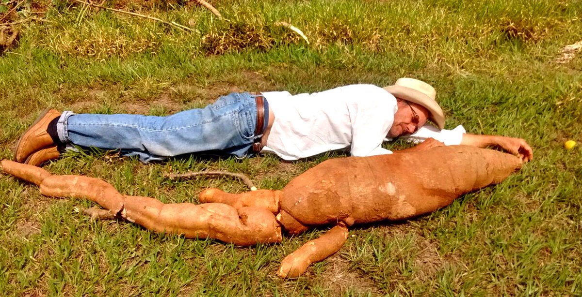 g1's tweet photo. Agricultor colhe mandioca gigante em propriedade rural de Ibitinga, SP https://t.co/zkmyU8Xw46 #G1 https://t.co/9rEBWrFAtj